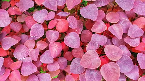 royal purple smoke tree or Cotinus Coggygria, a native plant of Europe and Eurasian region
